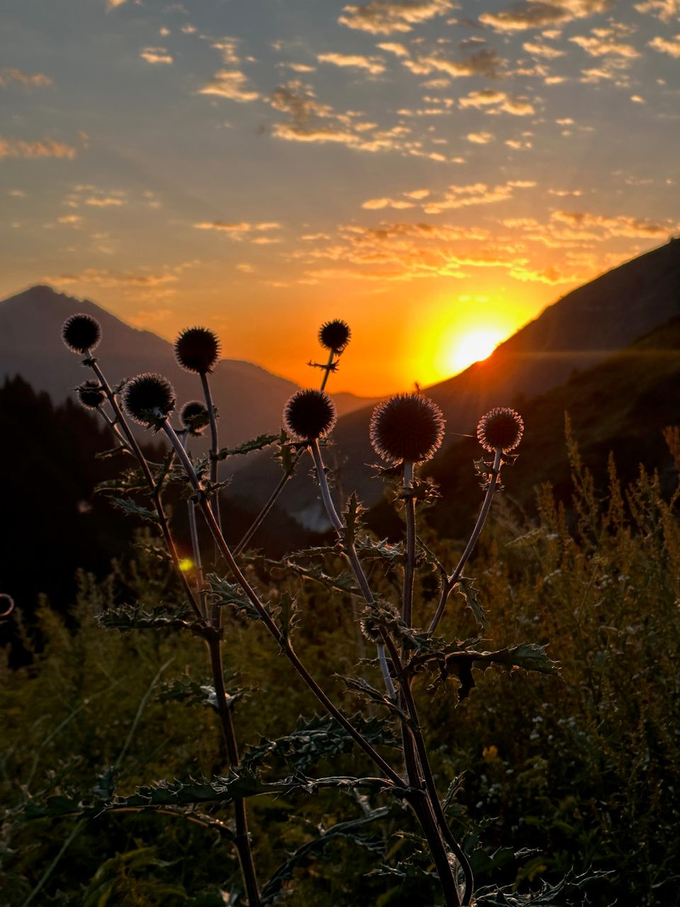 Golden sunset over the Kazakh steppe