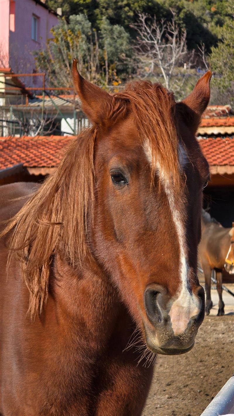 Close-up of a horse's face, calm and attentive