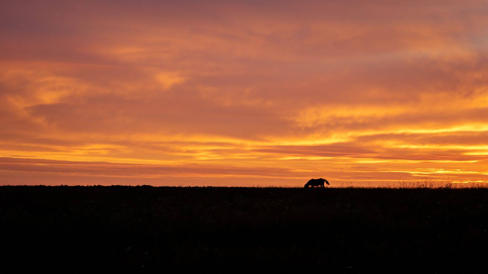 A horse standing calmly in a meadow at sunset